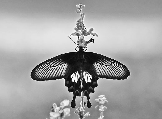 24小时不停呼叫软件